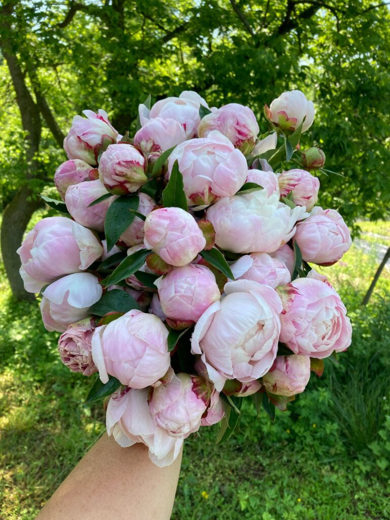 Dry Storing Peonies