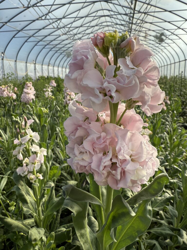 Geothermal Greenhouse Flowers from Moonshot Farm available wholesale to florists through the Philadelphia Floral Guild