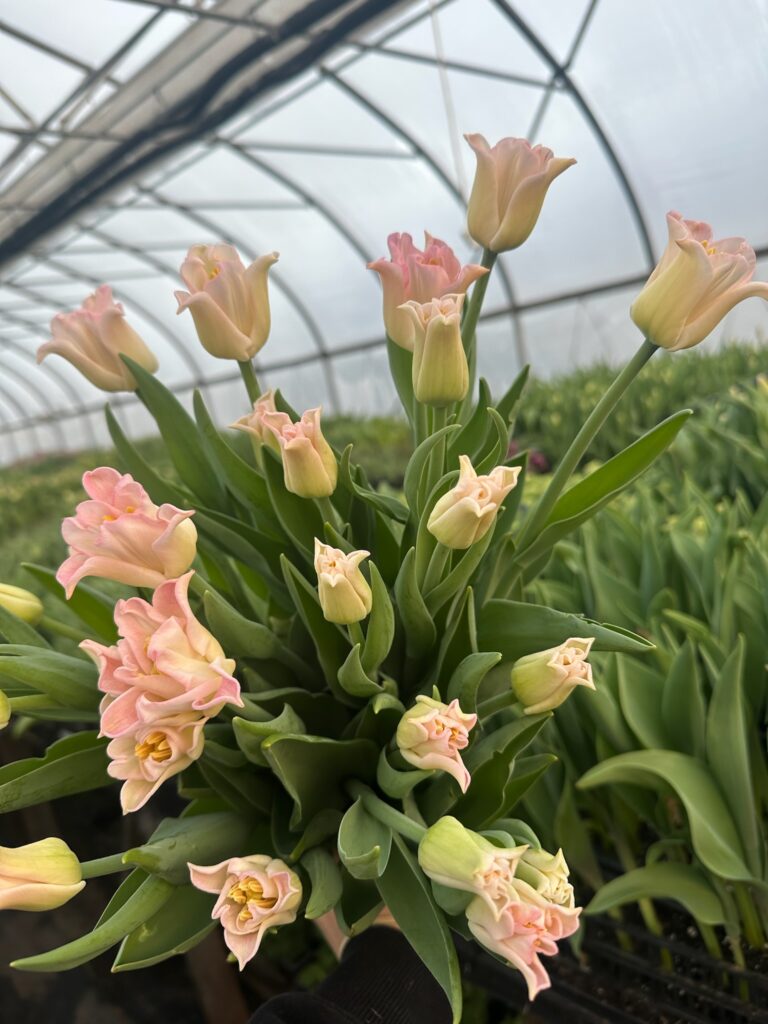 Geothermal tulips available wholesale through the Philadelphia Floral Guild