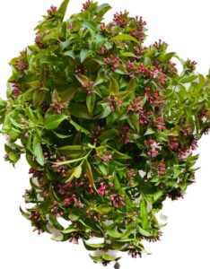 Abelia available wholesale at Philadelphia Floral Guild
