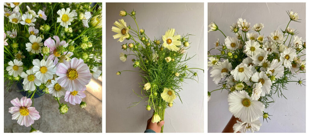 Wholesale Cosmos in Philadelphia