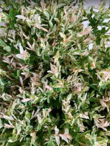 Dappled willow available wholesale through the Philadelphia Floral Guild. 