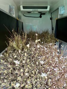 The Philadelphia Floral Guild is a trusted source for wholesale flowering branches in Philadelphia, connecting florists with locally grown product from regional farms.