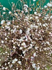 Cherry Hally Jo available as wholesale flowering branches at the Philadelphia Floral Guild