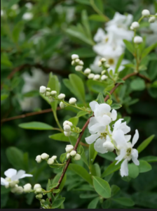 Pearl Bush available as wholesale flowering branches at the Philadelphia Floral Guild