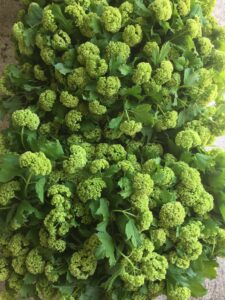 Snowball Viburnum available as wholesale flowering branches at the Philadelphia Floral Guild