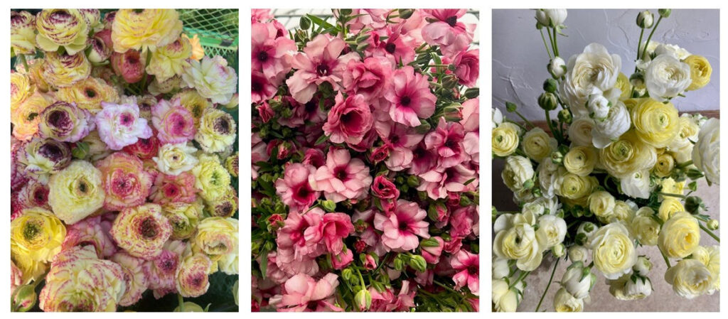 Wholesale ranunculus in Philadelphia