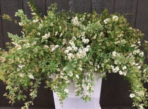 Spirea available wholesale at Philadelphia Floral Guild