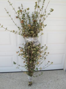 Burkwood viburnum available as wholesale flowering branches at the Philadelphia Floral Guild