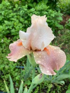 Bearded Iris available wholesale from Philadelphia Floral Guild