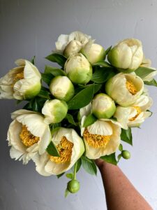 Single Peonies available wholesale from Philadelphia Floral Guild
