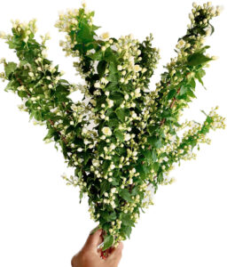 Philadelphus, Mock Orange, available wholesale from Philadelphia Floral Guild. 