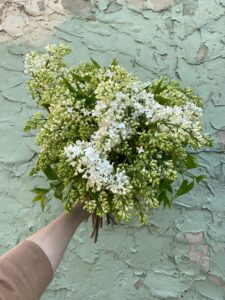 Lilac available wholesale from Philadelphia Floral Guild