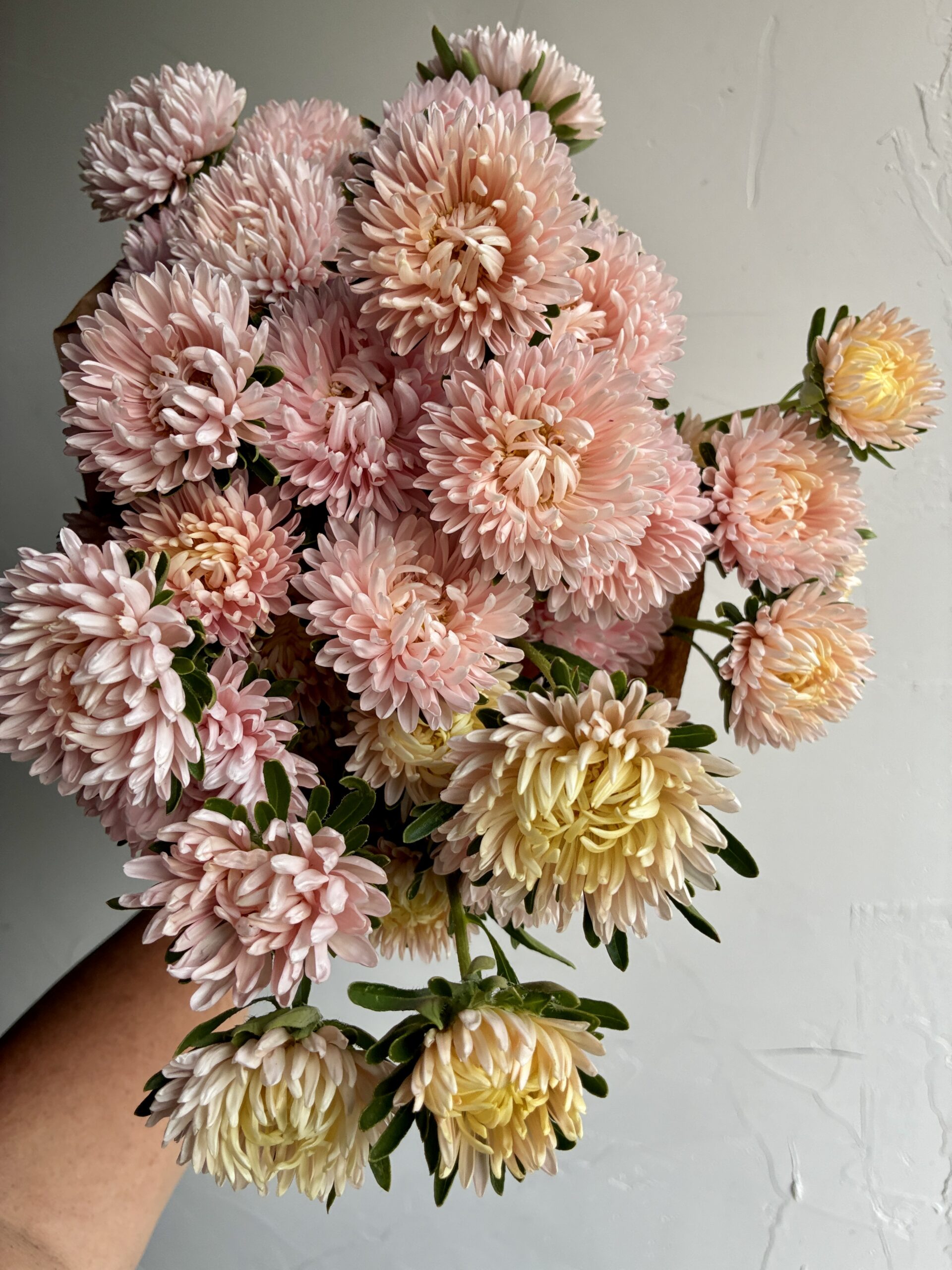 China Asters available at Philadelphia Floral Guild