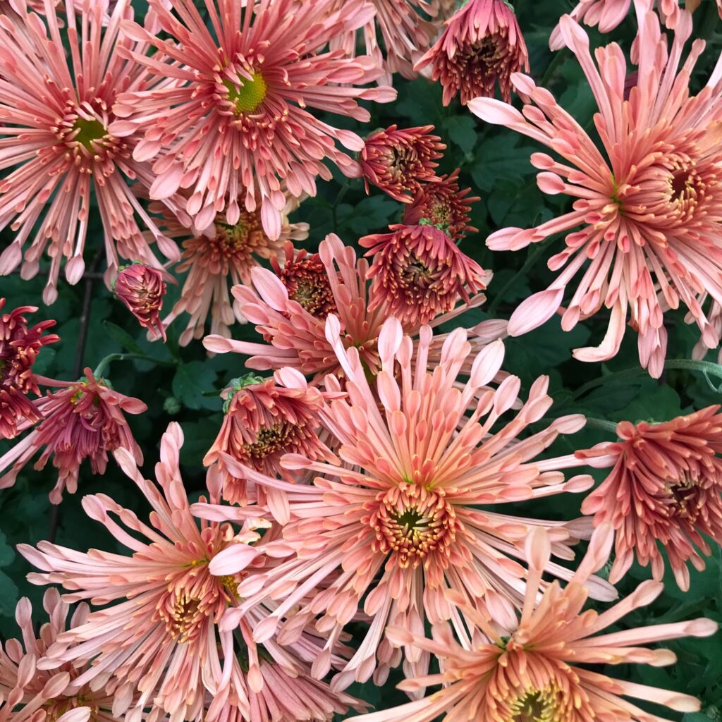 Heirloom chrysanthemums at Philadelphia Floral Guild