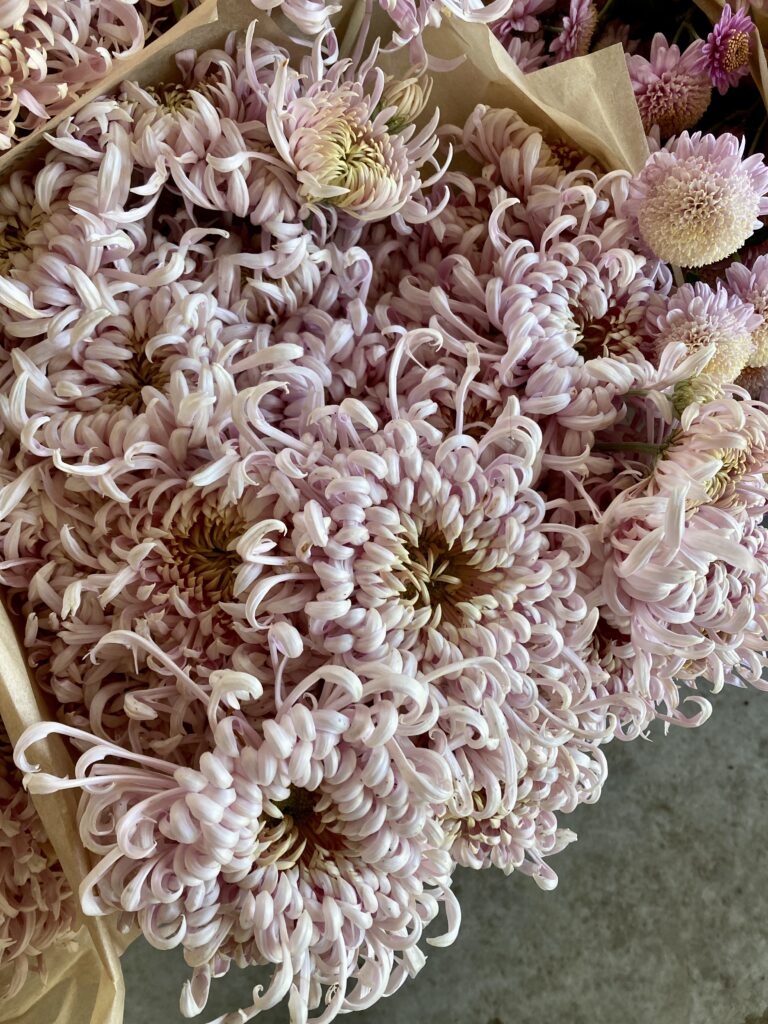 Satin Ribbons heirloom mums at Philadelphia Floral Guild