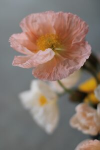 Philadelphia Floral Guild connects local flower farms with Philadelphia florists to supply sustainable wholesale flowers.