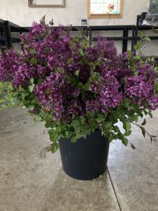 Philadelphia Floral Guild connects local flower farms and Philadelphia florists with a wholesale hub