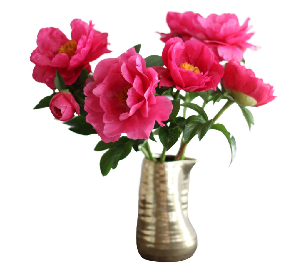 Pantone Color of the Year Viva Magenta in Peonies from Philadelphia Floral Guild
