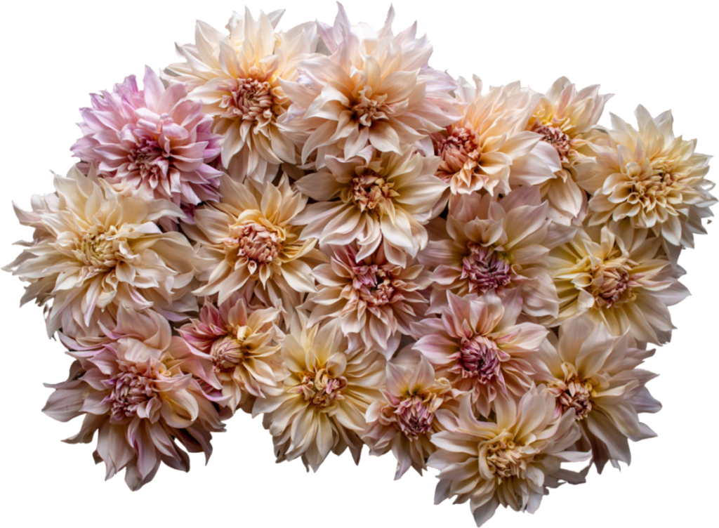 Philadelphia Floral Guild Contact