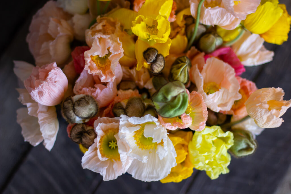 Icelandic Poppies Grown by Love n Fresh Flowers for Philadelphia Floral Guild