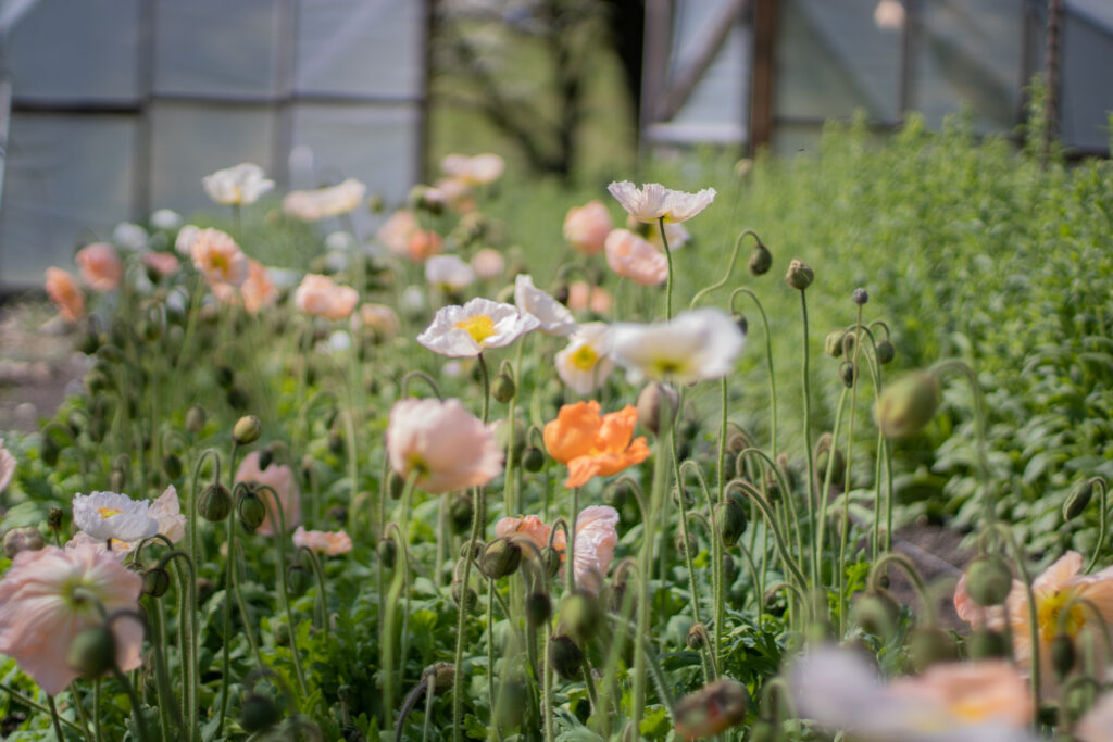 Icelandic Poppies Growing at Love 'n Fresh Flowers for the Philadelphia Floral Guild
