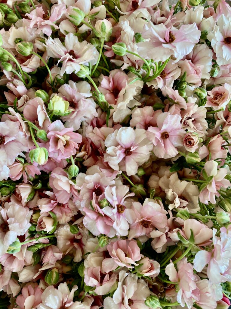 Ranunculus available at Philadelphia Floral Guild