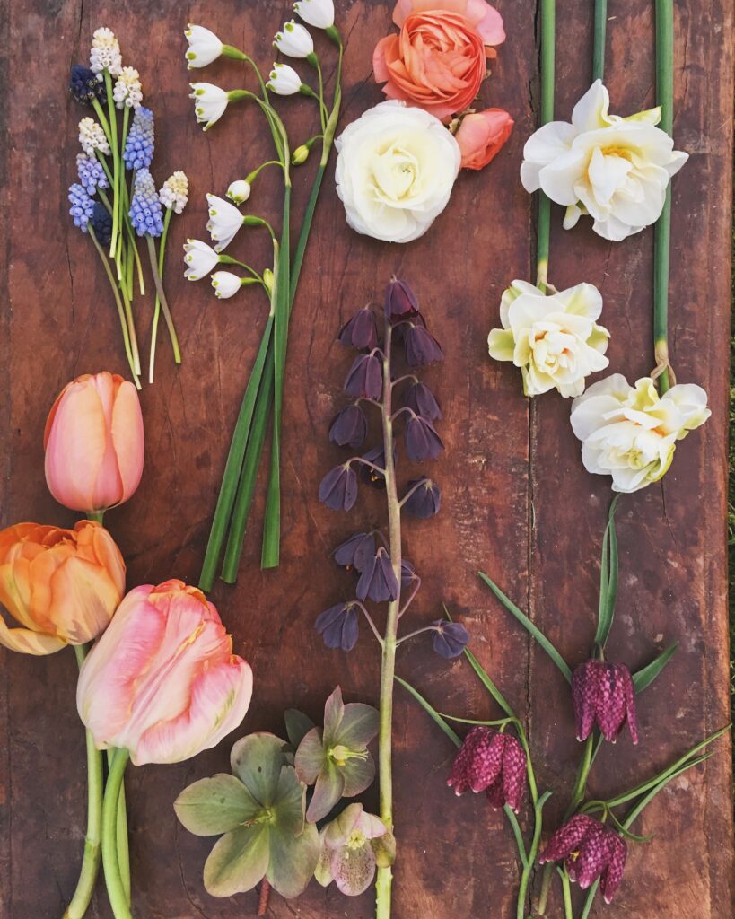 Bloom Forecast for Early Spring at Philadelphia Floral Guild