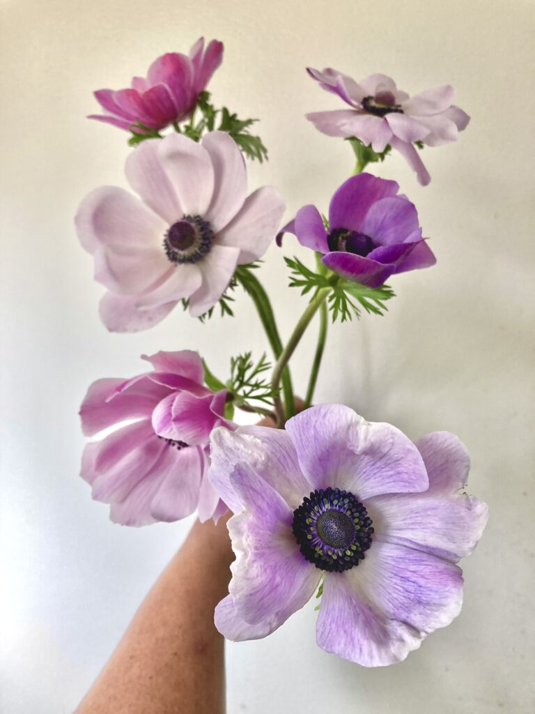 Anemones at Philadelphia Floral Guild