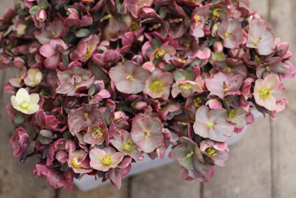 Hellebore available at Philadelphia Floral Guild