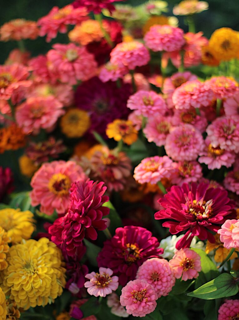 Tips for Longer Lasting Zinnias from Philadelphia Floral Guild