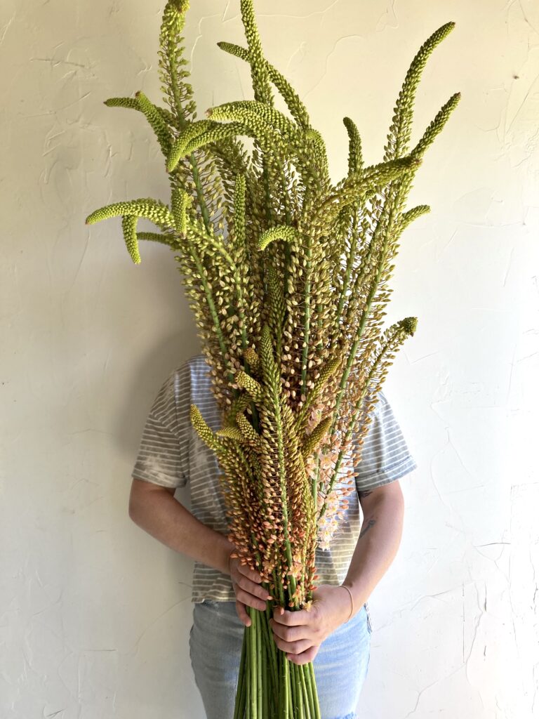 Sourcing unique locally-grown sustainable flowers in Philadelphia like this foxtail lily