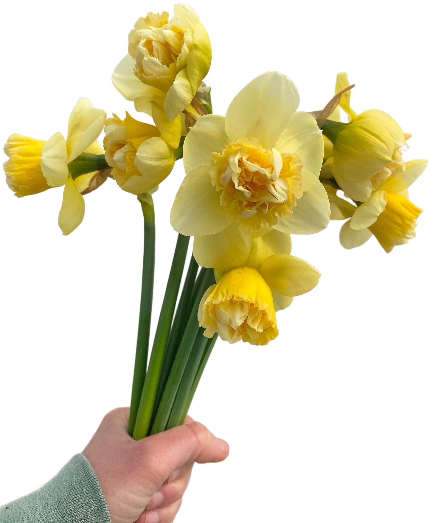 Wholesale Heirloom Narcissus Available at Philadelphia Floral Guild
