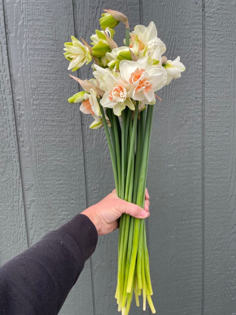 Heirloom Narcissus available at Philadelphia Floral Guild