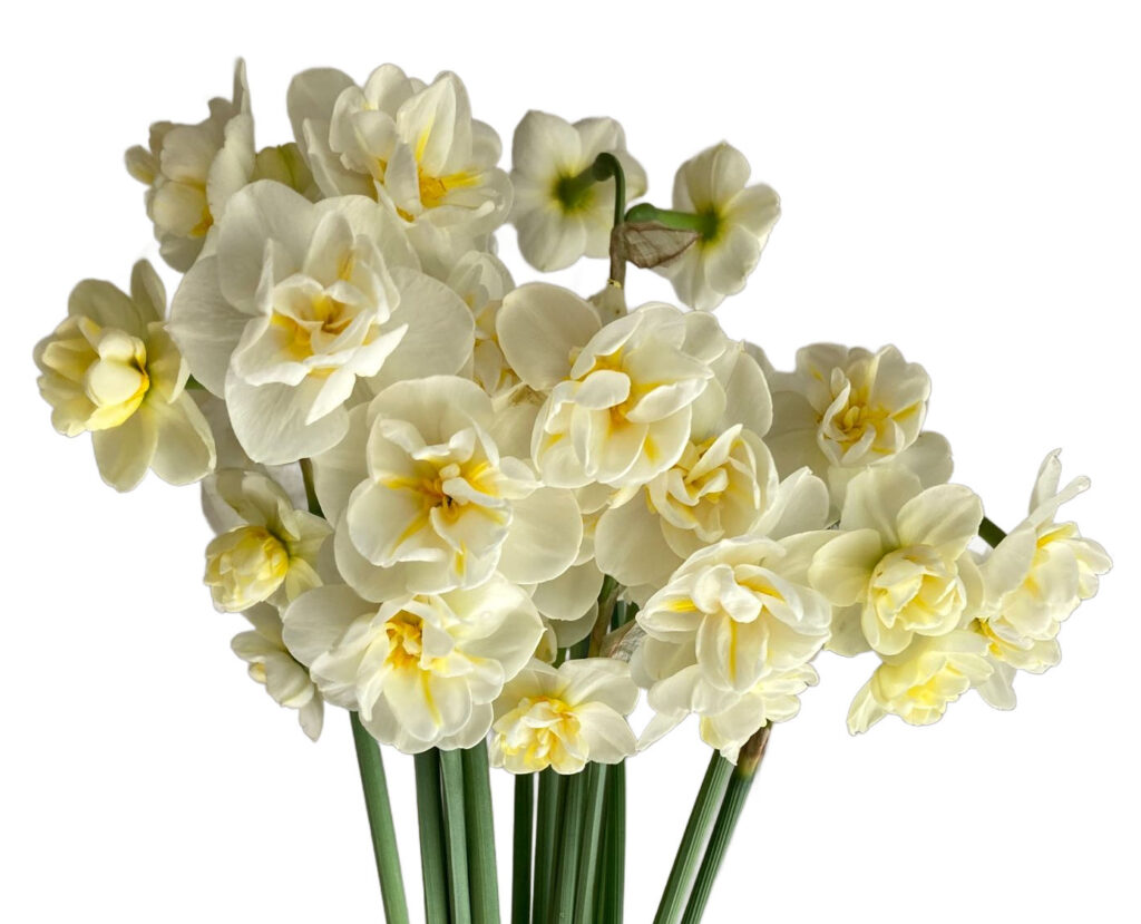 Wholesale Heirloom Narcissus Available at Philadelphia Floral Guild