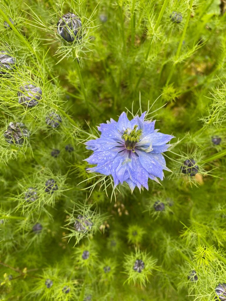 Philadelphia Floral Guild Nigella in Growers Bunches