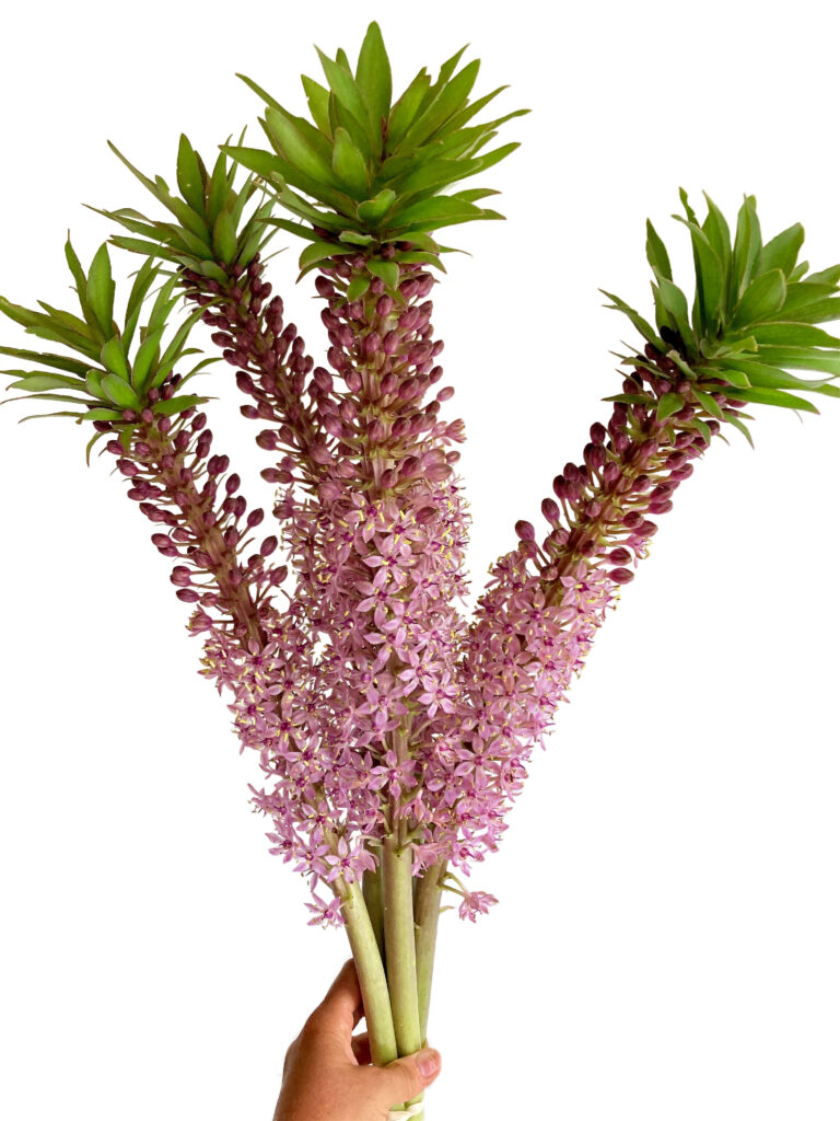 Pineapple Lilies are an exotic choice for Philadelphia Floral Guild customers. Pineapple lilies in centerpieces.