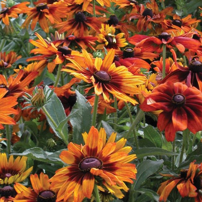 Rudbeckia is one of the dirty flowers