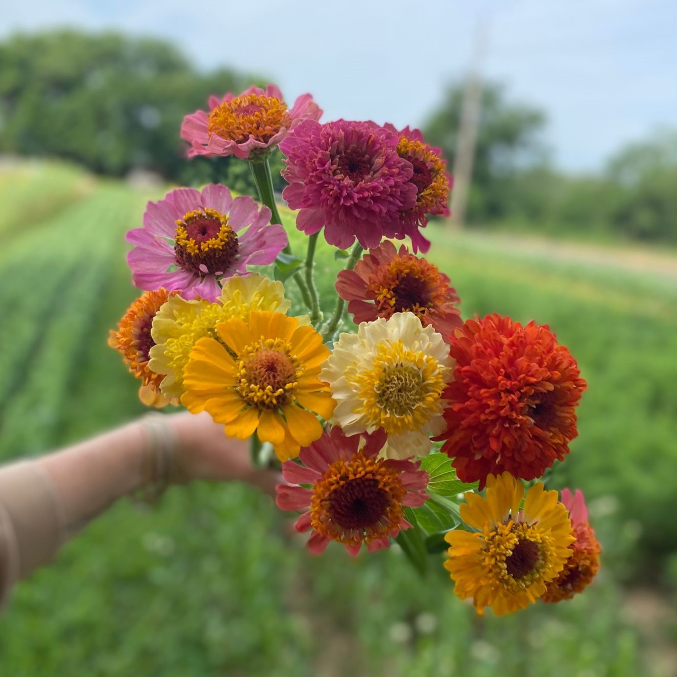 Zinnias are one of the dirty flowers. 