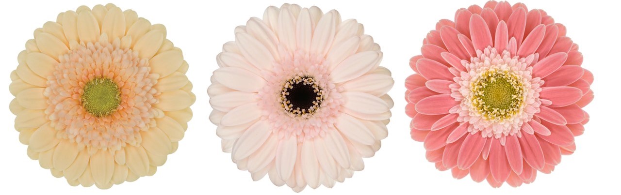 Locally-Grown Gerbera Daisies available wholesale at Philadelphia Floral Guild