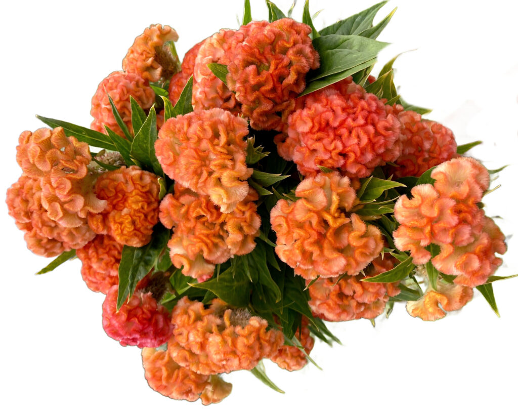 Coxcomb celosia sold at Philadelphia Floral Guild. Wholesale flowers in Philadelphia. 