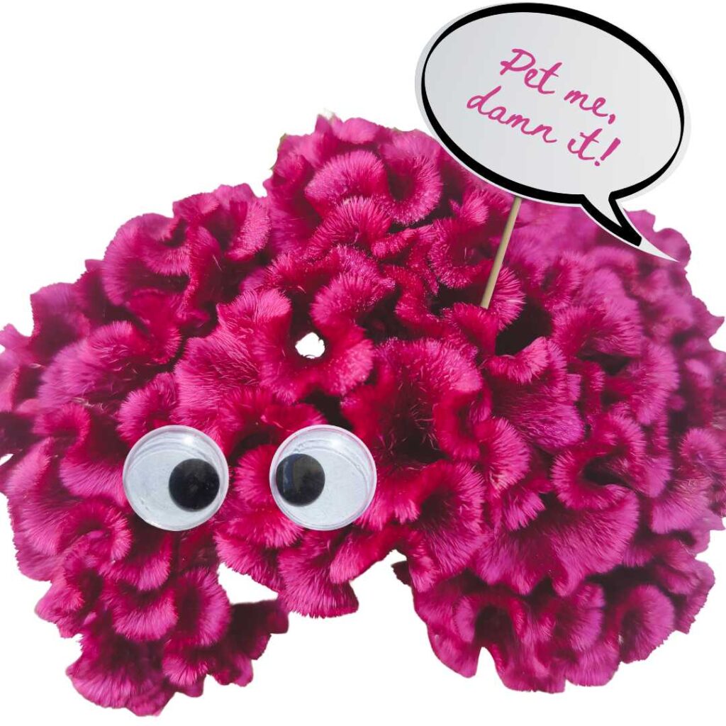 Coxcomb celosia with goggly eyes sold at Philadelphia Floral Guild a flower wholesaler in Philadelphia.