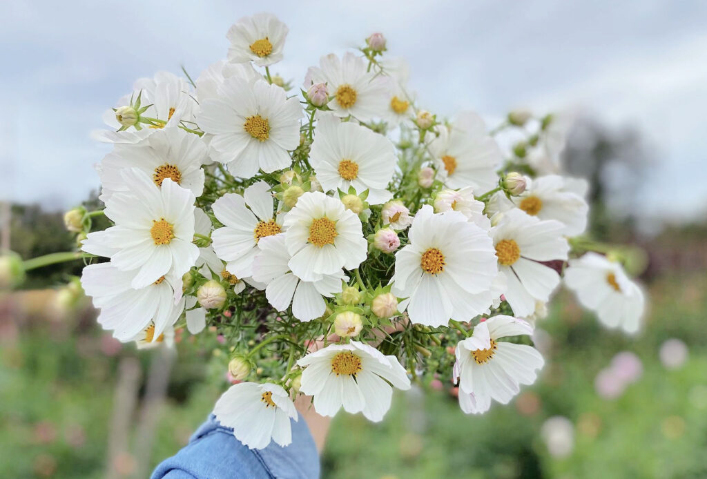 buy cosmos flower in philadelphia