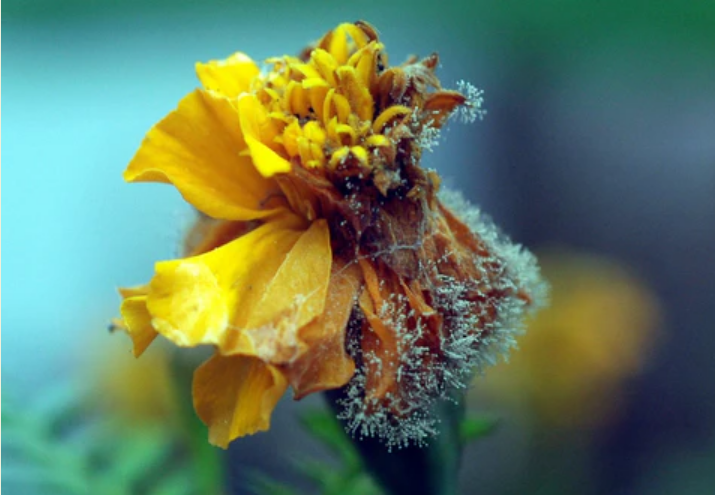 Botrytis in Blooms