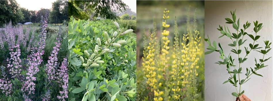 Baptisia is an unsung early summer workhorse in floral design.