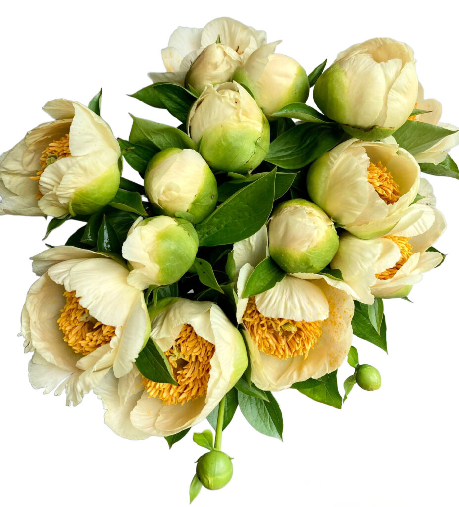 How to Dry Store Peonies