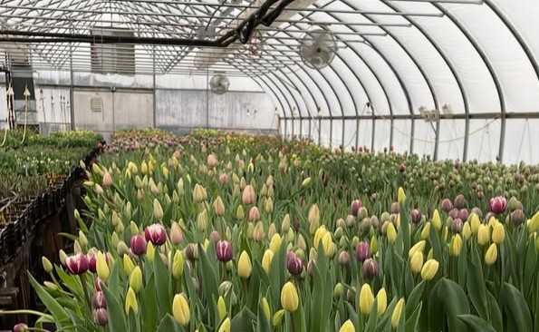 Geothermal Grown Wholesale Flowers through the Philadelphia Floral Guild from Moonshot Farm