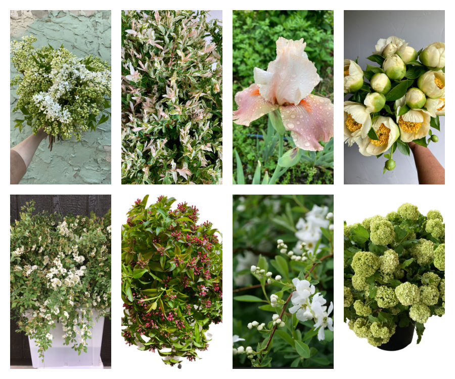 Ephemeral Spring Flowers in Philadelphia: What’s in Season Late April to Early May