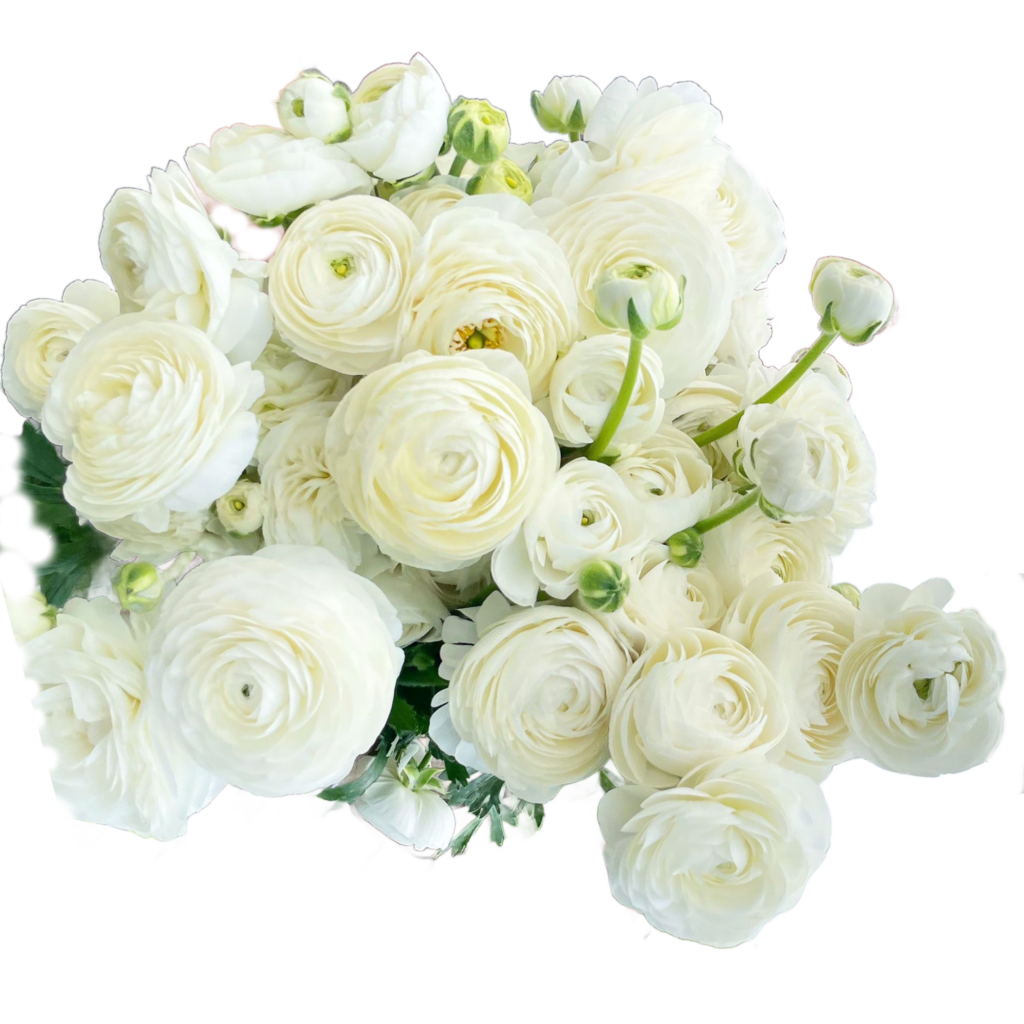 Wholesale Ranunculus in Philadelphia