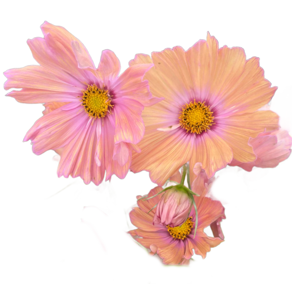 Wholesale Cosmos in Philadelphia